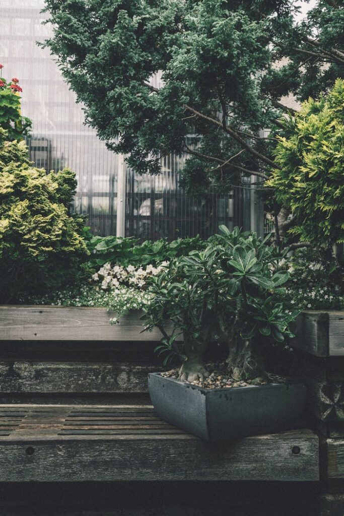 pexels-photo-212942 Peaceful garden scene featuring a wooden bench, bonsai tree, and lush greenery.