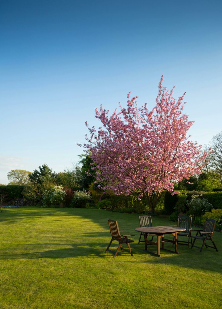 pexels-photo-59321-59321 Peaceful garden with a blooming cherry tree and wooden outdoor furniture under a blue sky.